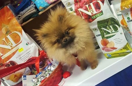 Farmina Pet Foods Farmina Blog Farmina On The Road Farmina