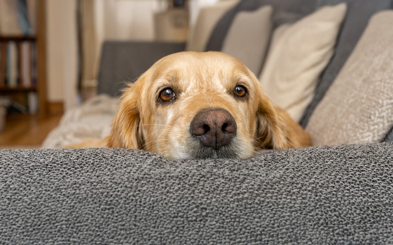 Nariz seco em cães: é sinal de que estão doentes?