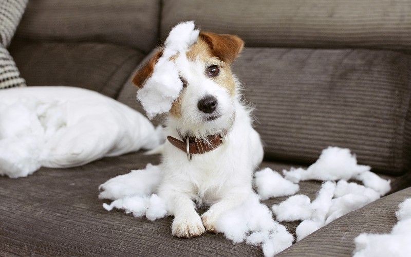 Affrontare l'ansia del cane: consigli per un cucciolo più calmo e felice