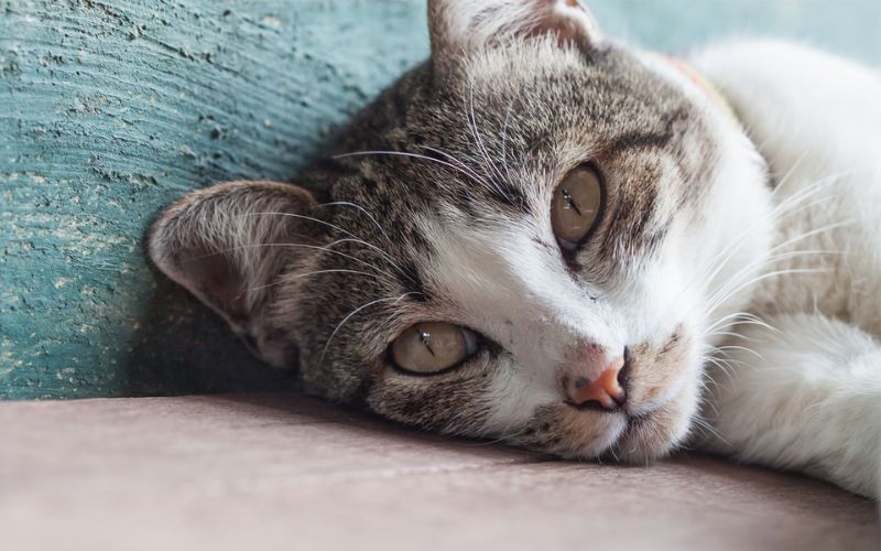 Prendersi cura del proprio gatto anziano: come vivere gli anni d'oro