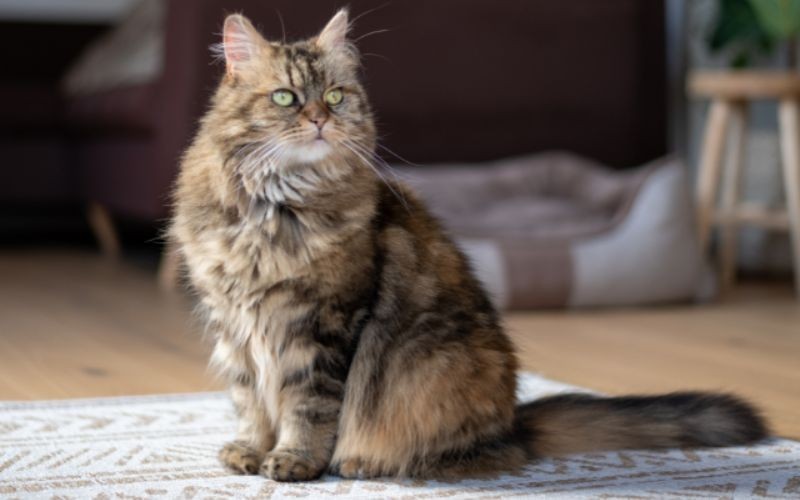 猫咪毛球管理：技巧和窍门