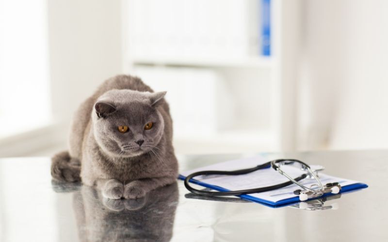 关于猫咪慢性肾病你需要了解的知识