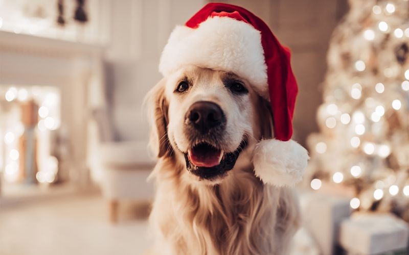 La guía definitiva para organizar una reunión navideña con tu cachorro: Seguridad canina