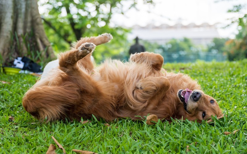 Farmina Pet Foods - Consejos del Genius - ¿Por qué los perros aman ...