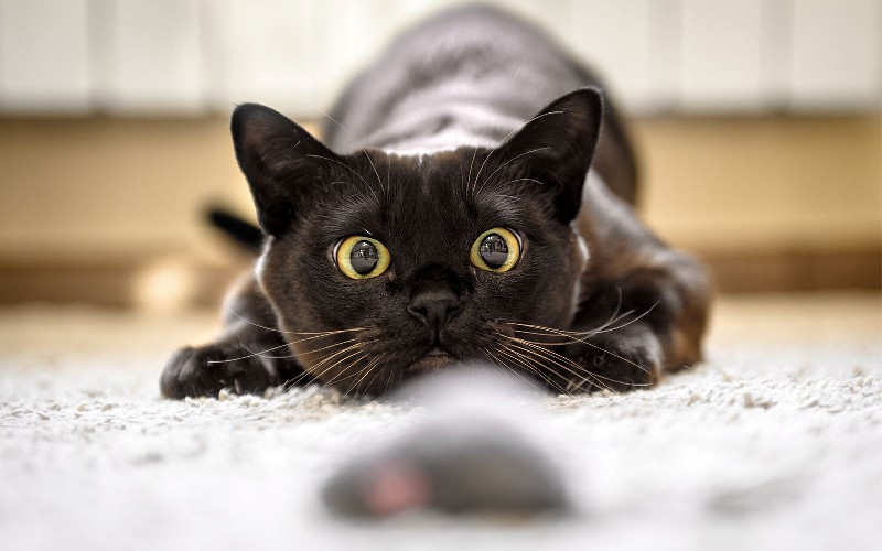 Farmina Pet Foods - Genius tips - Spaige und ansprechende Aktivitten fr  deine Katze
