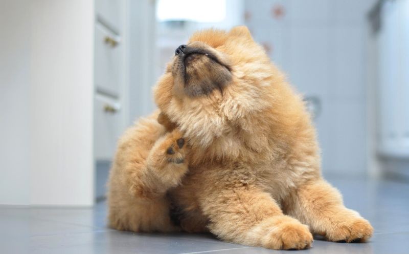 Hundeschuppen – Management und Behandlung