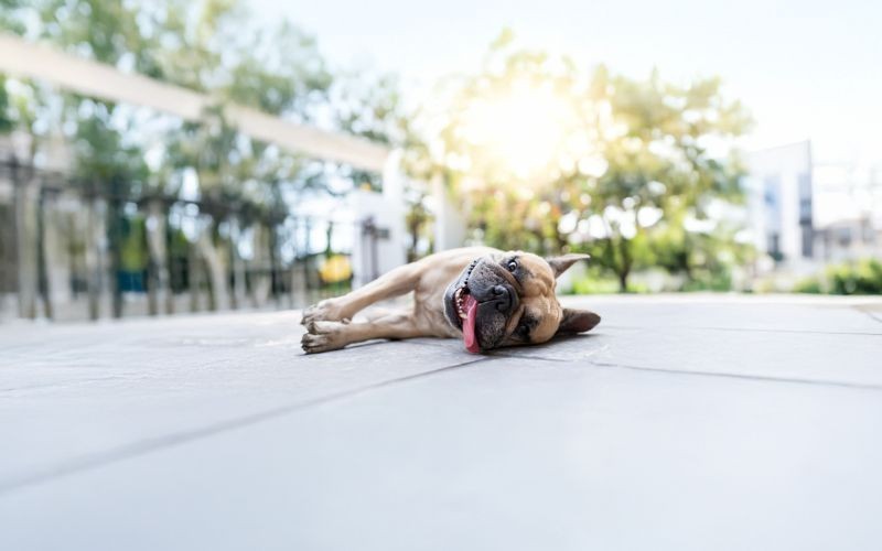 Golpe de calor en mascotas: lo que todo tutor debe saber