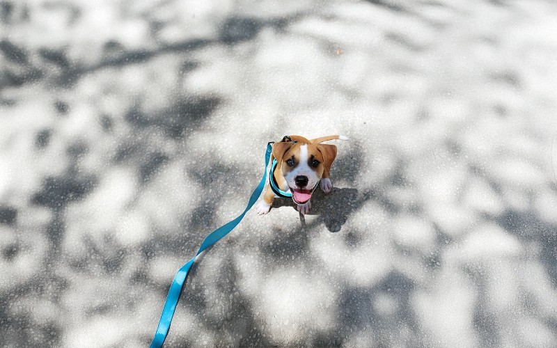 Cuando los perros se encuentran con correa: lo que debes saber