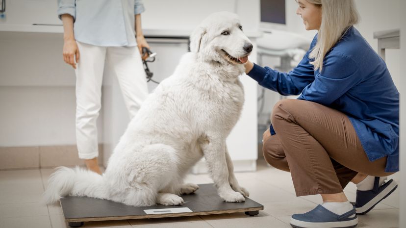 Evaluar y controlar el peso de tu mascota