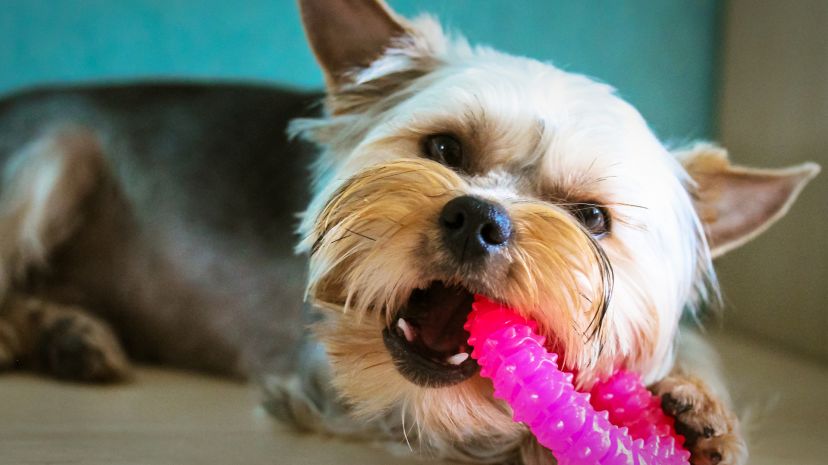 ¿Por qué los cachorros tienden a morder muchos objetos?