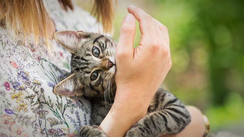 ¿Por qué mi gato a veces muerde cuando lo acaricio?