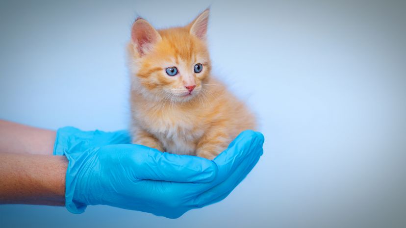 Proteja a su gatito con las vacunas más importantes
