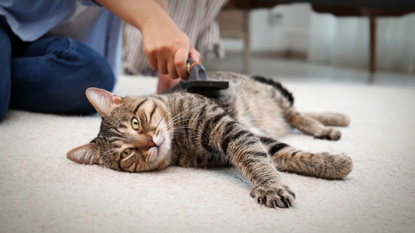 Cepillar el pelo de tu gato: ¿POR QUÉ y CÓMO?