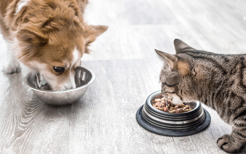 Une alimentation unique pour votre animal unique – L’importance d’un plan nutritionnel dynamique