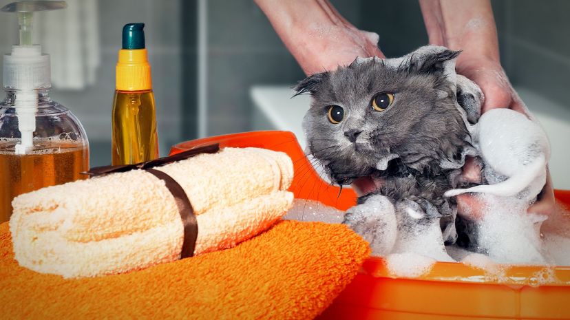 L'heure du bain! Quand et comment donner un bain à votre chat?