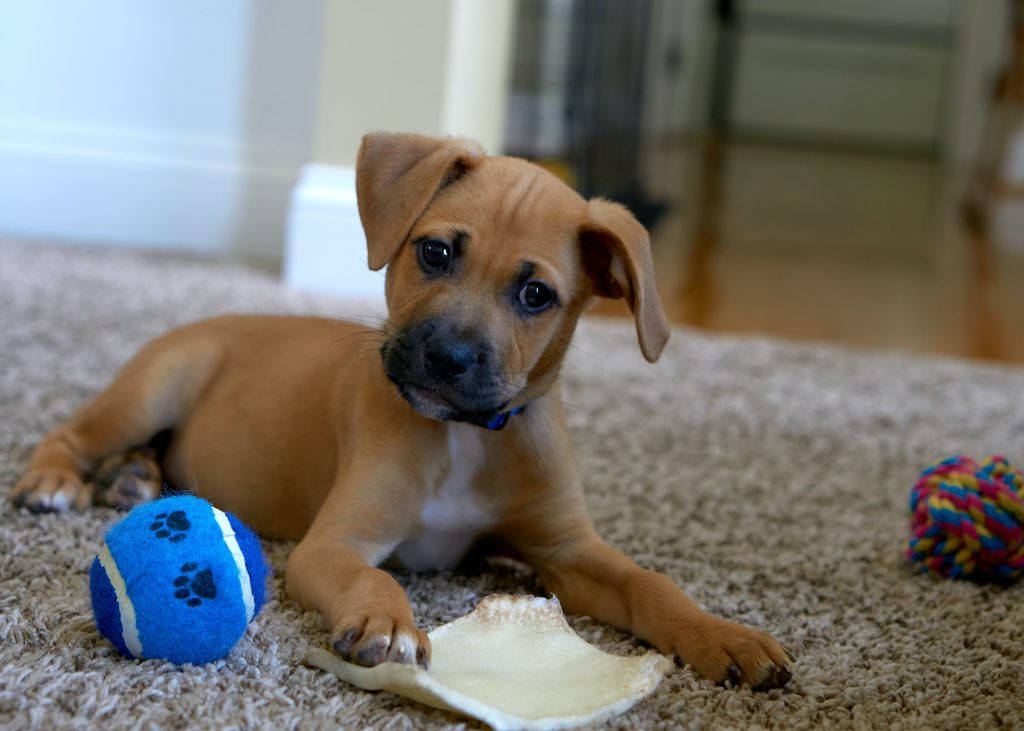 Farmina Pet Foods - Consigli del Genius - Come giocare con un cucciolo di  cane
