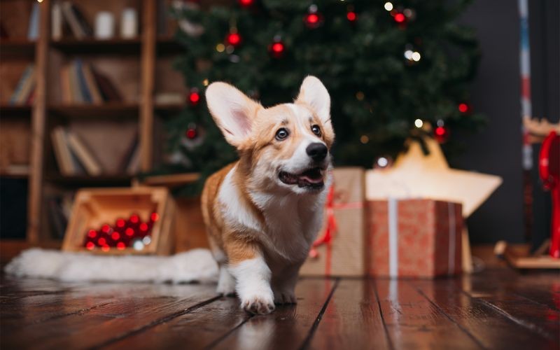 Teljes útmutató: Kutyád otthon hagyása az ünnepek alatt