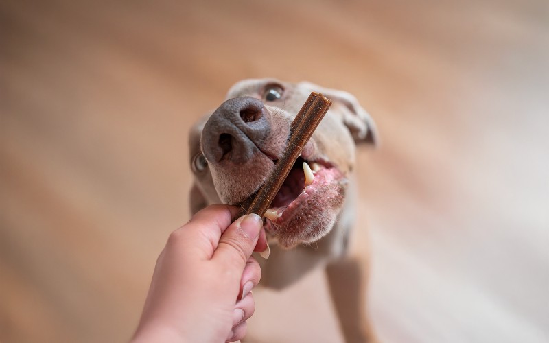 Pentingnya Mengunyah untuk Anjing