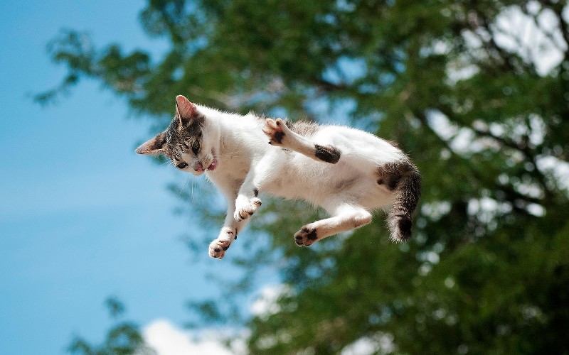 Farmina Pet Foods - Genius Tips - Sfatiamo alcuni dei falsi miti più ...