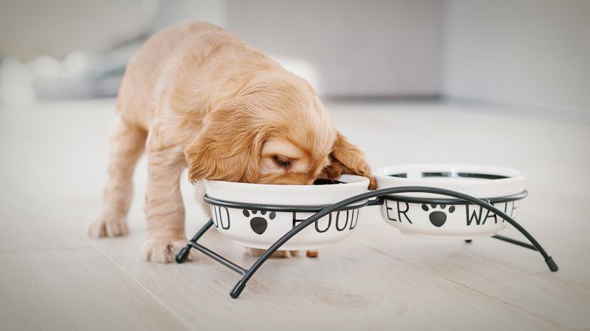 Nuovo cucciolo in casa?