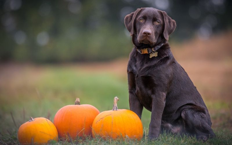 I cani possono mangiare la zucca?