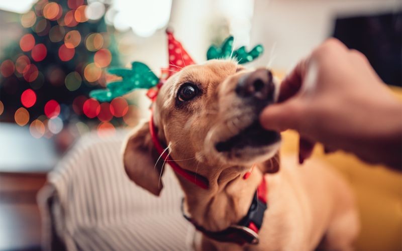 Guida alla sicurezza alimentare durante le vacanze: tieni il tuo cucciolo al sicuro durante le feste