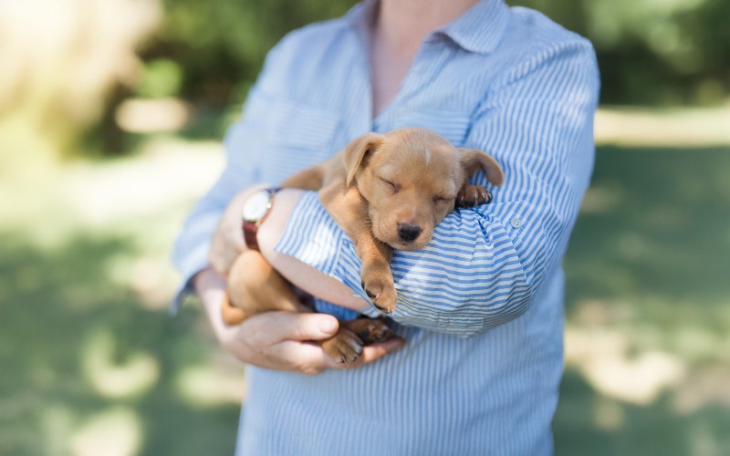 Growth and Development of Puppies and Kittens