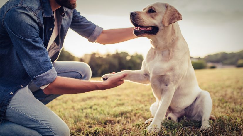 Советы для первой встречи с собакой