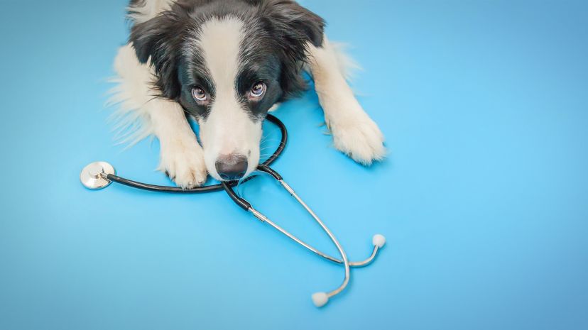 Какие вакцины защитят вашего щенка?