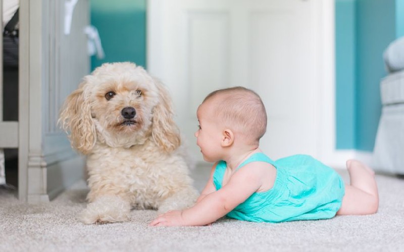 向你家的狗狗介紹新生嬰兒成為一家人吧！