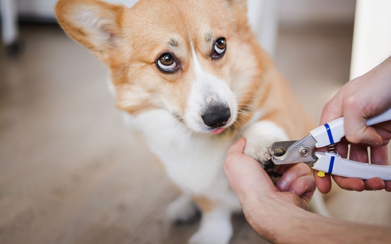 nail for pet