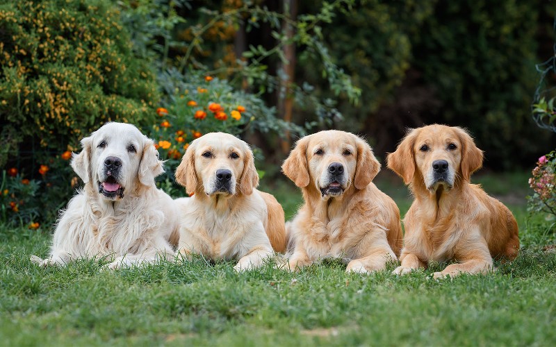 What affects the color of your dog’s fur?