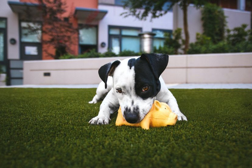 Playtime with a puppy