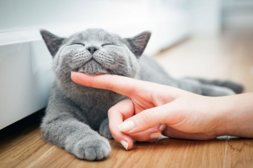 Communicating with the cat: getting to know each other