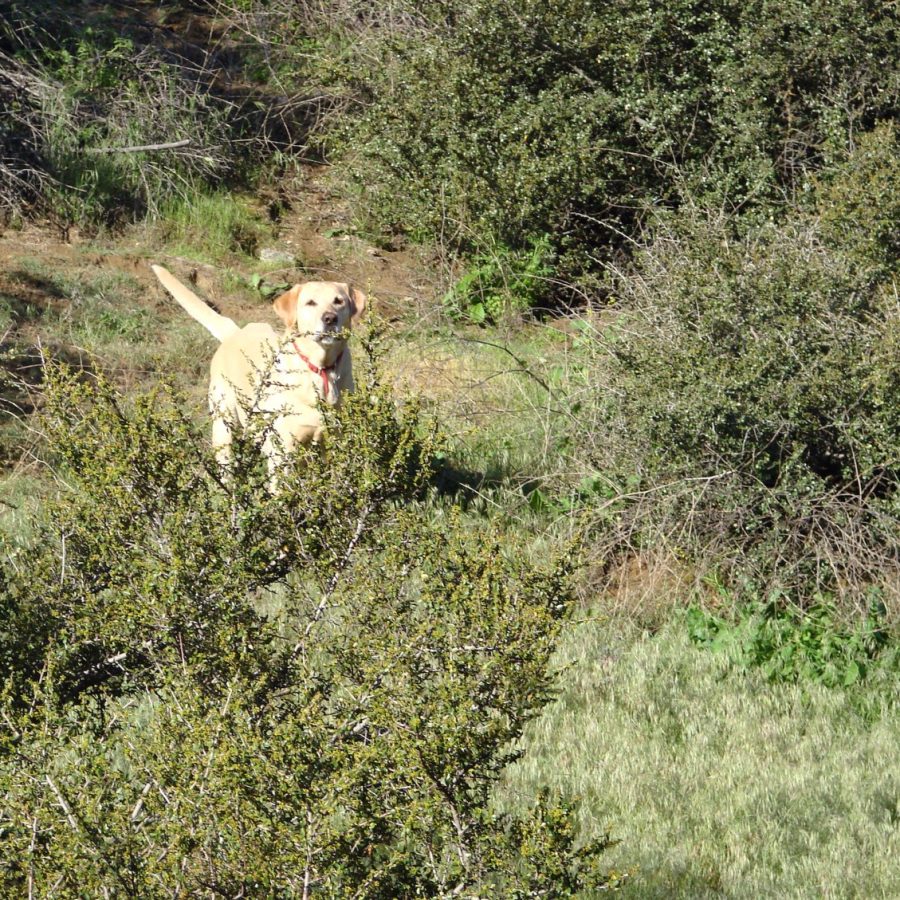 A happy dog enjoying time outdoors with its family
